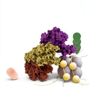 Springer Genetics Cell Biology Molecular Biology Kindle-0